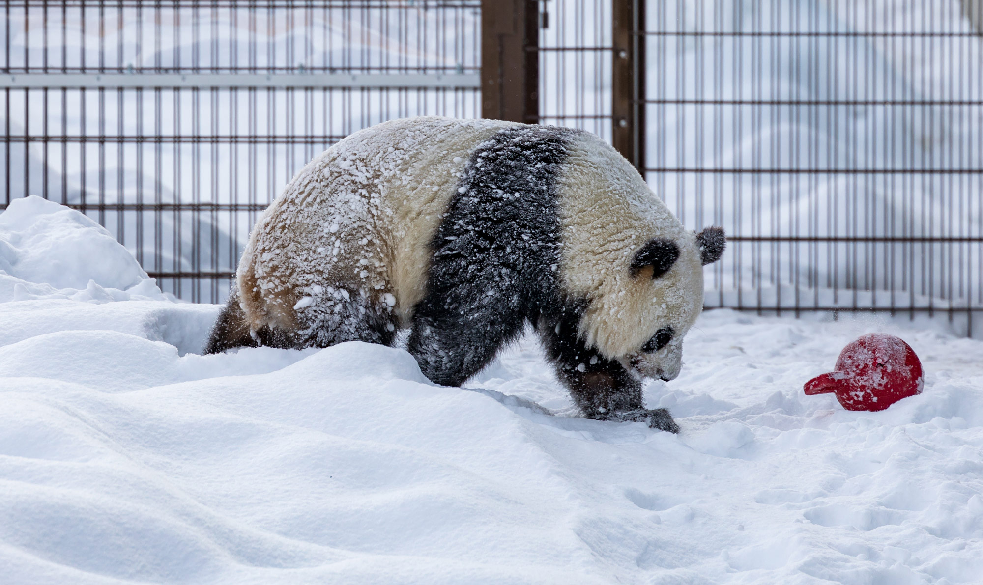 Ähtäri Zoo